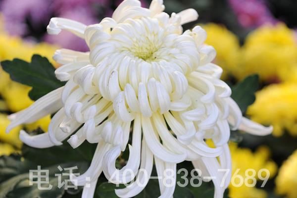 盛开的菊花 盛开的菊花