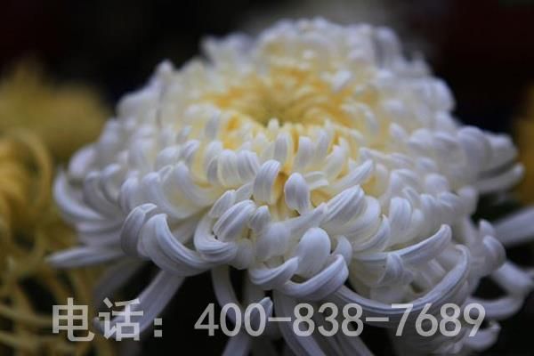 绽放的菊花 绽放的菊花